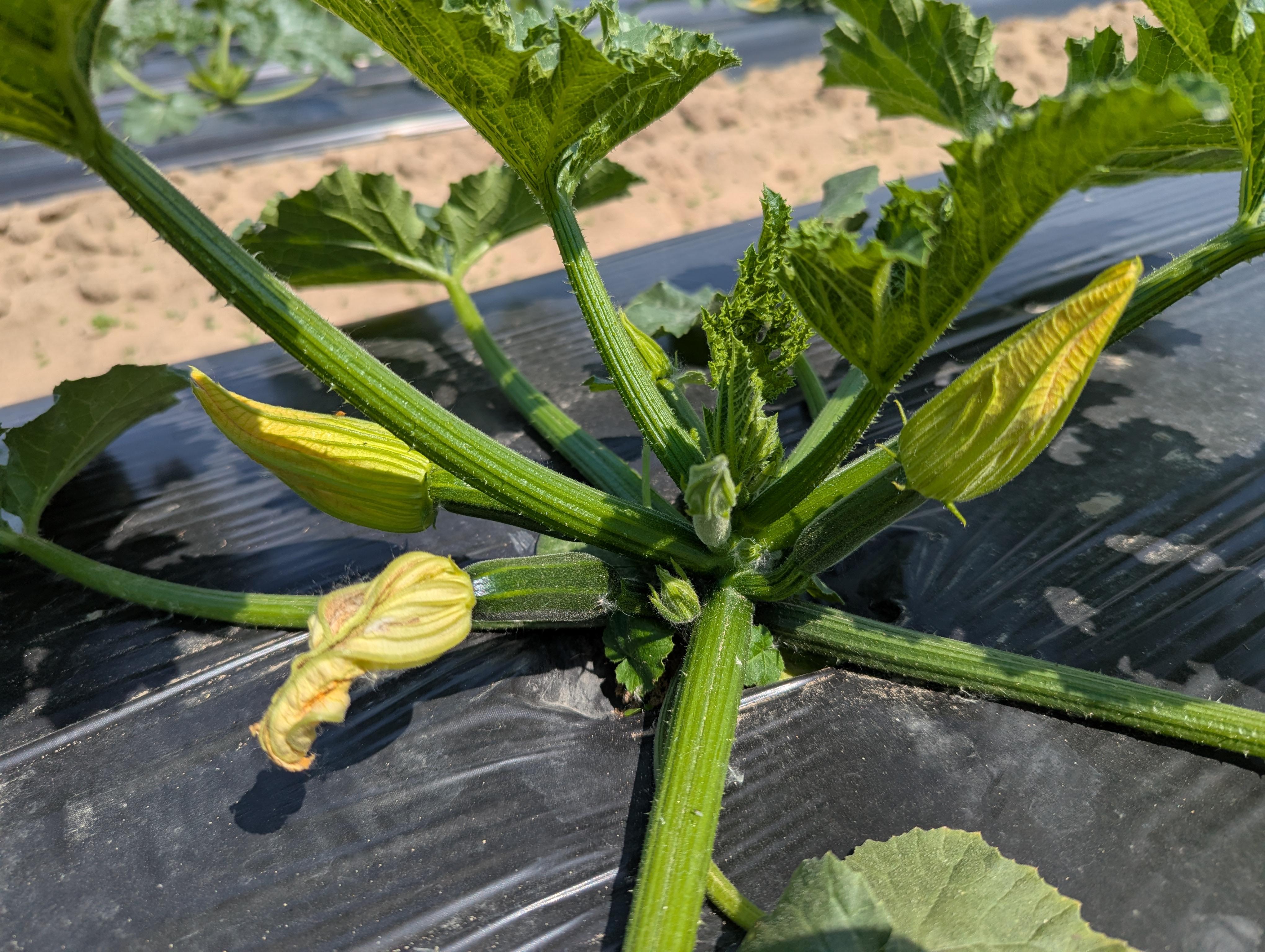 Female squash flowers growing on top of black plastic mulch.